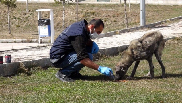 Ölmek üzere olan uyuz köpeğin tedavisi sürüyor