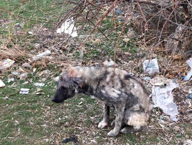 Ölmek üzere olan uyuz köpeğin tedavisi sürüyor