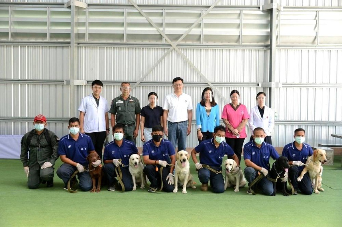 Taylandlı bilim insanları 6 köpeği Covid-19 testi için eğitti