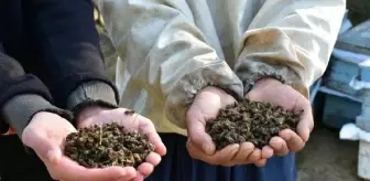 Telef olan binlerce arısını kazdığı mezara gömüp başında dua etti