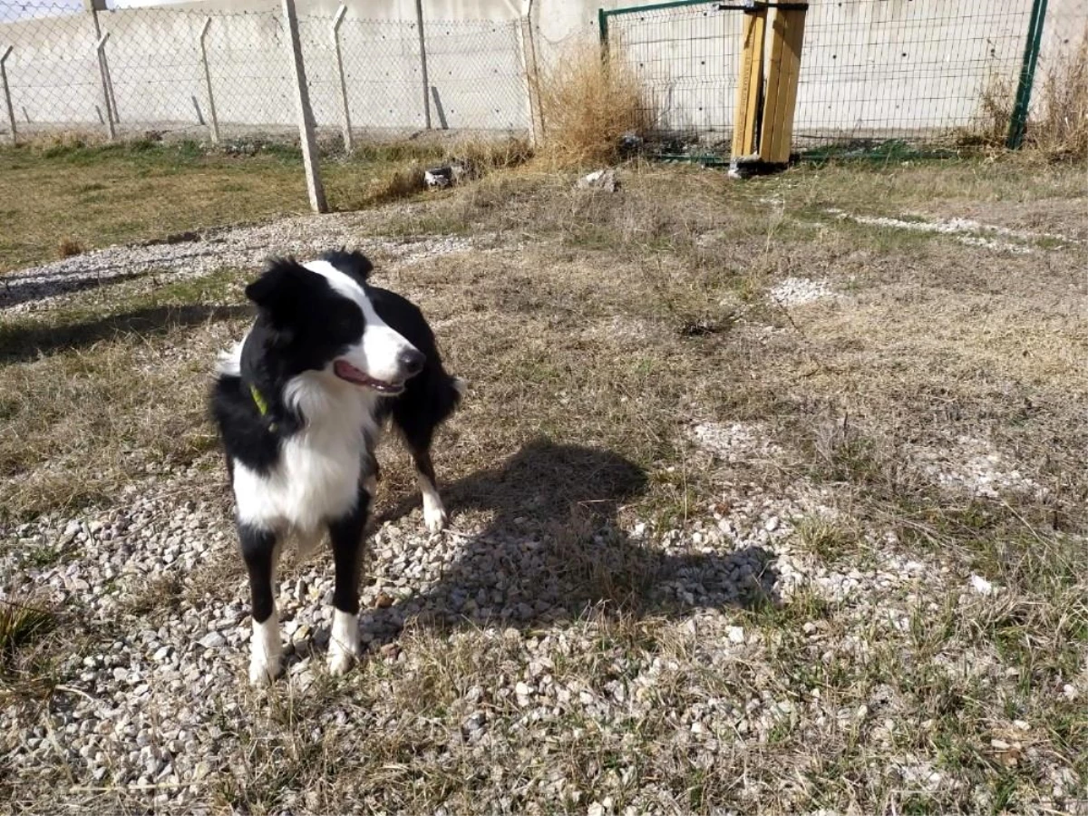 Türkiye\'de ilk kez korona virüsü teşhis edebilen dedektör köpek yetiştirildi