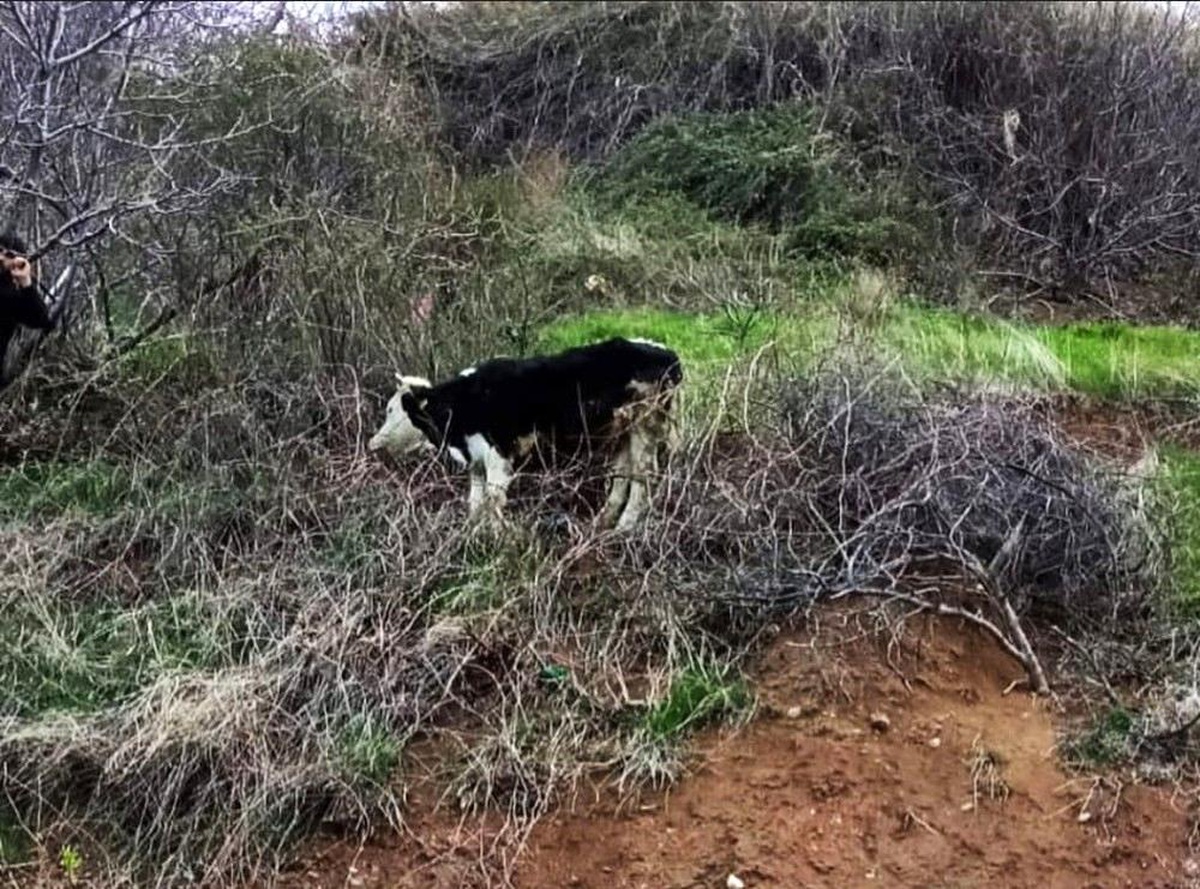Uçurumun kenarında mahsur kalan inek kurtarıldı