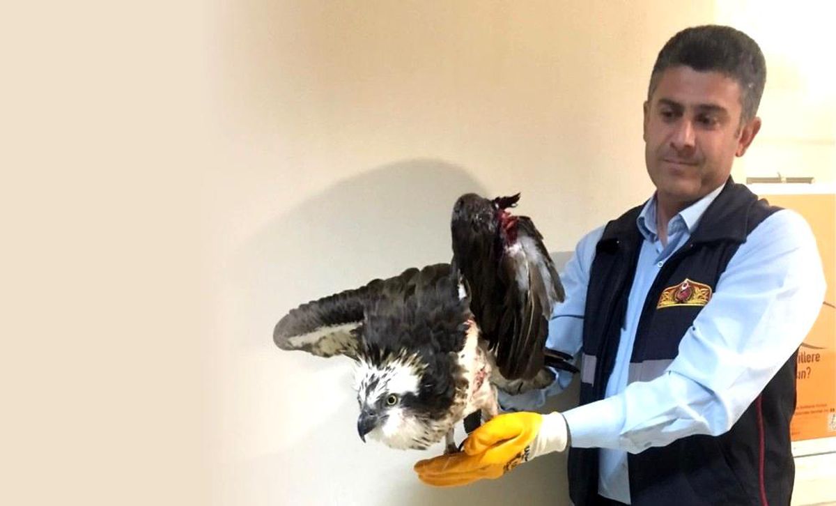 Son dakika haber... Yaralı balıkçıl kartal kurtarıldı