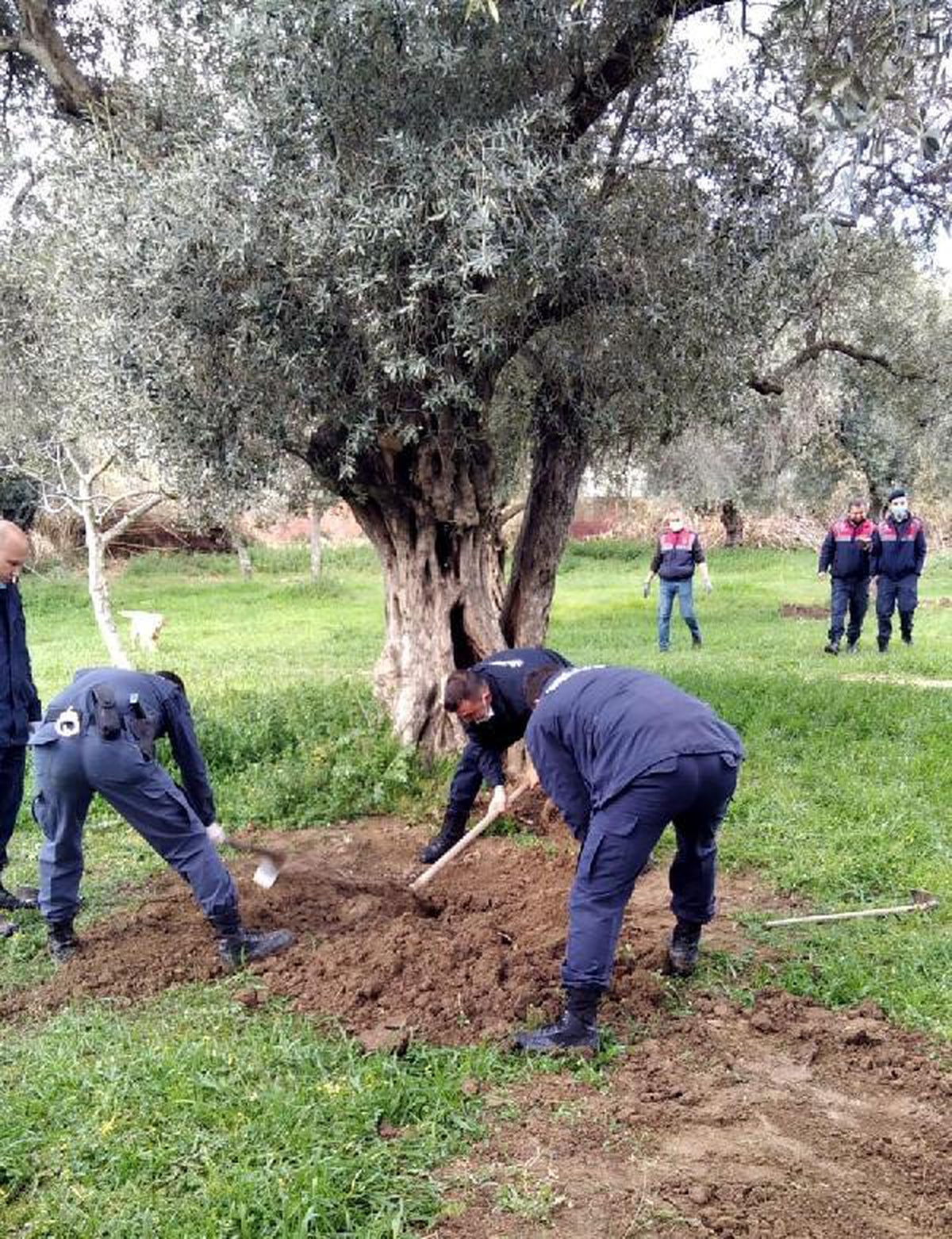 Zeytin ağacının dibine gömülü uyuşturucu narkotik köpeği \'Dilbaz\' buldu