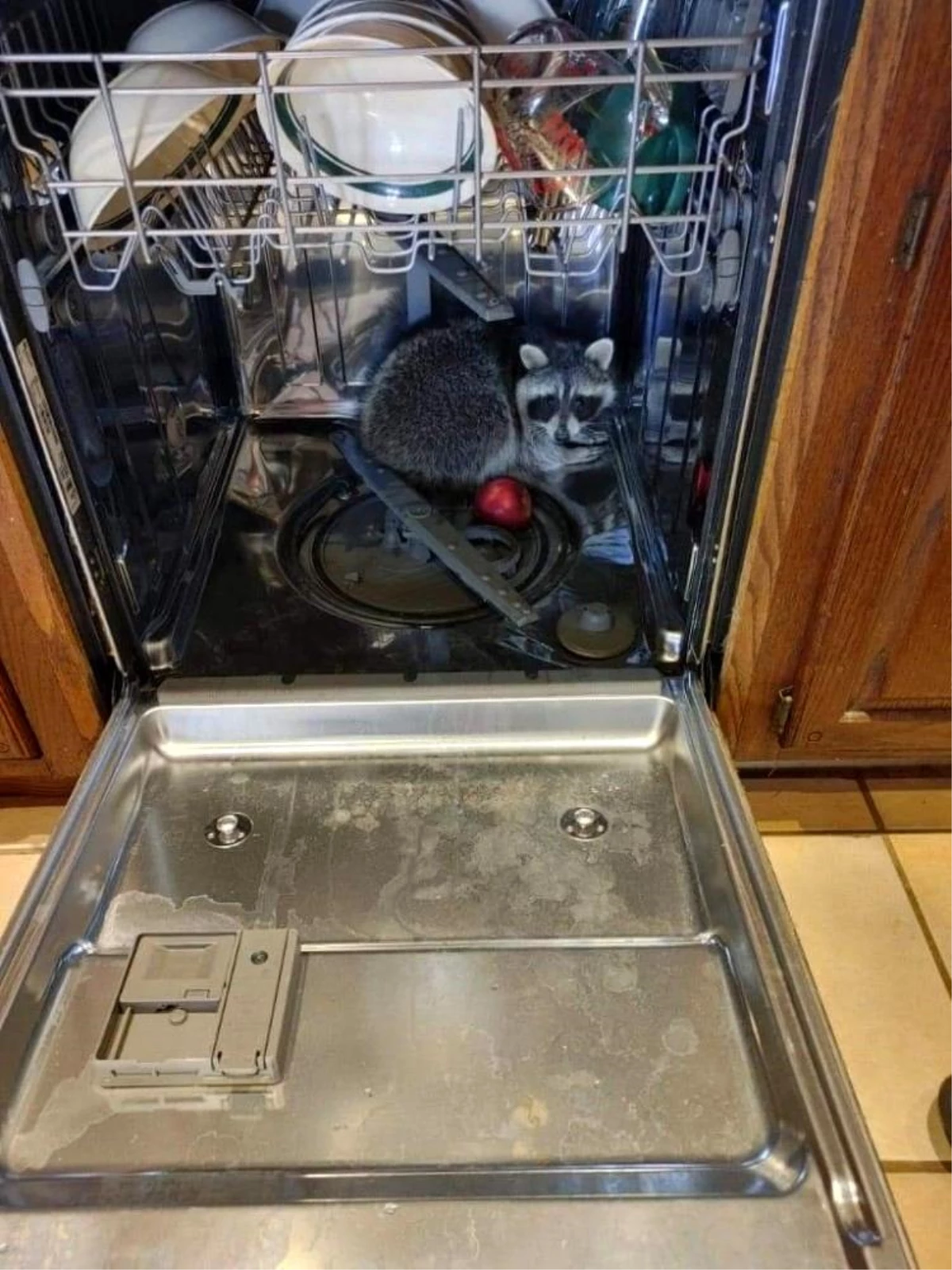 ABD\'de rakun, girdiği evdeki bulaşık makinesinde uyuyakaldı