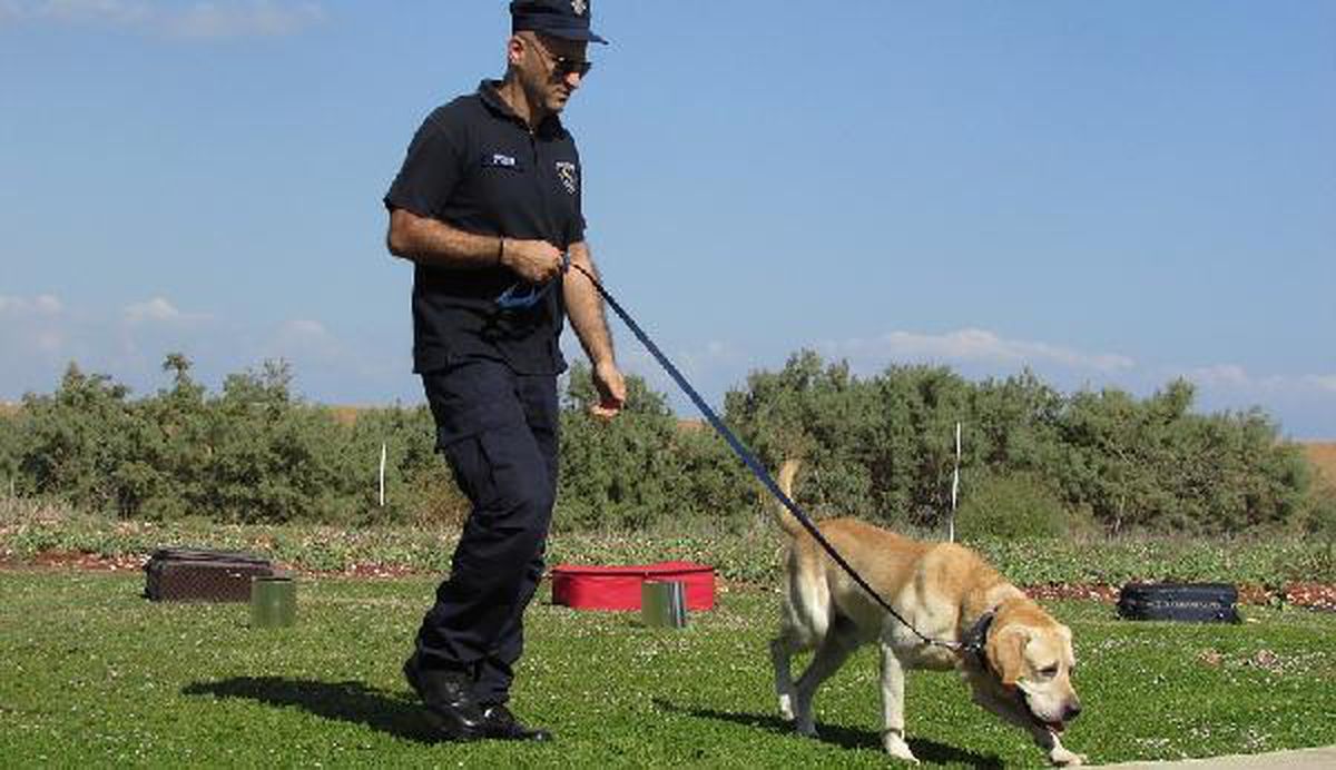 ABD\'deki Nascar yarışında köpekler Kovid-19 taraması yapacak