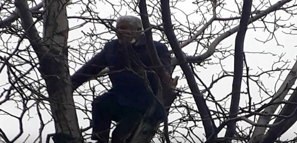 Arı kovanları ve ormanları yaktığı gerekçesiyle ceza gelen vatandaş, intihar için ağaca çıktı