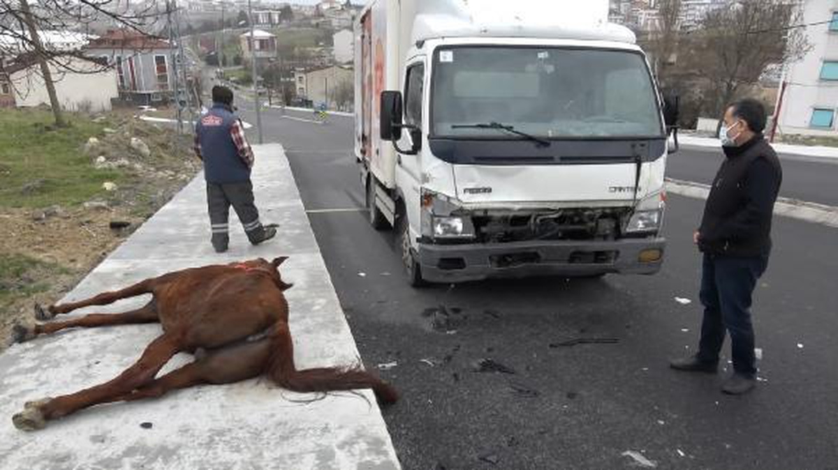 Arnavutköy\'de yola fırlayan atlara kamyonet çarptı
