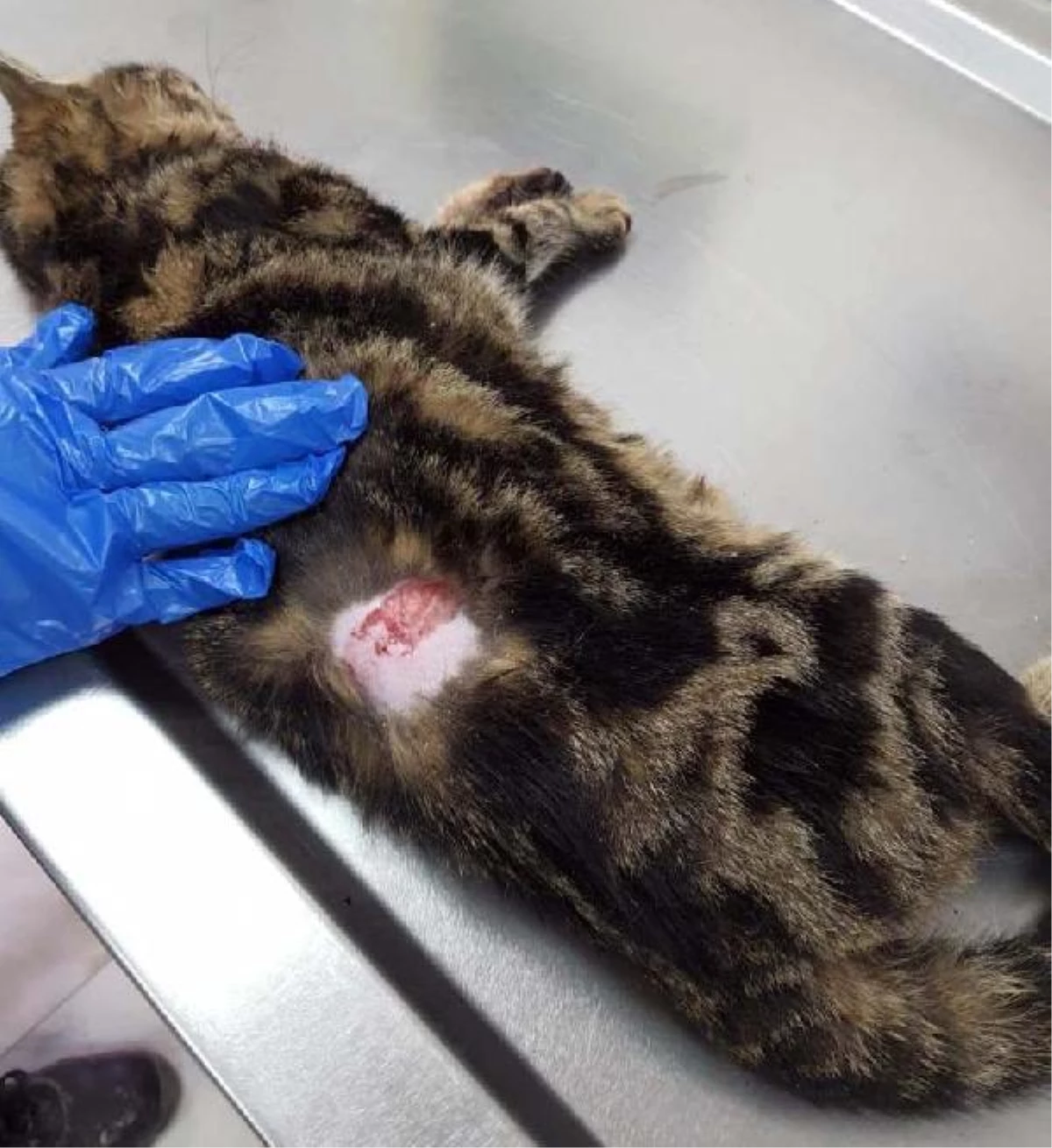 Son dakika haberi! Çivili sopayla kediye işkence yapıp, zabıtayı darbeden şüpheli gözaltına alındı