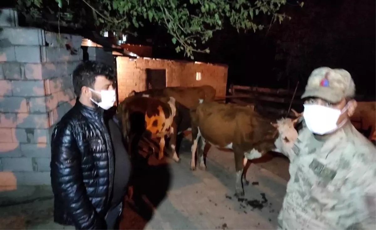 Son dakika: Hayvan hırsızları JASAT\'tan kaçamadı