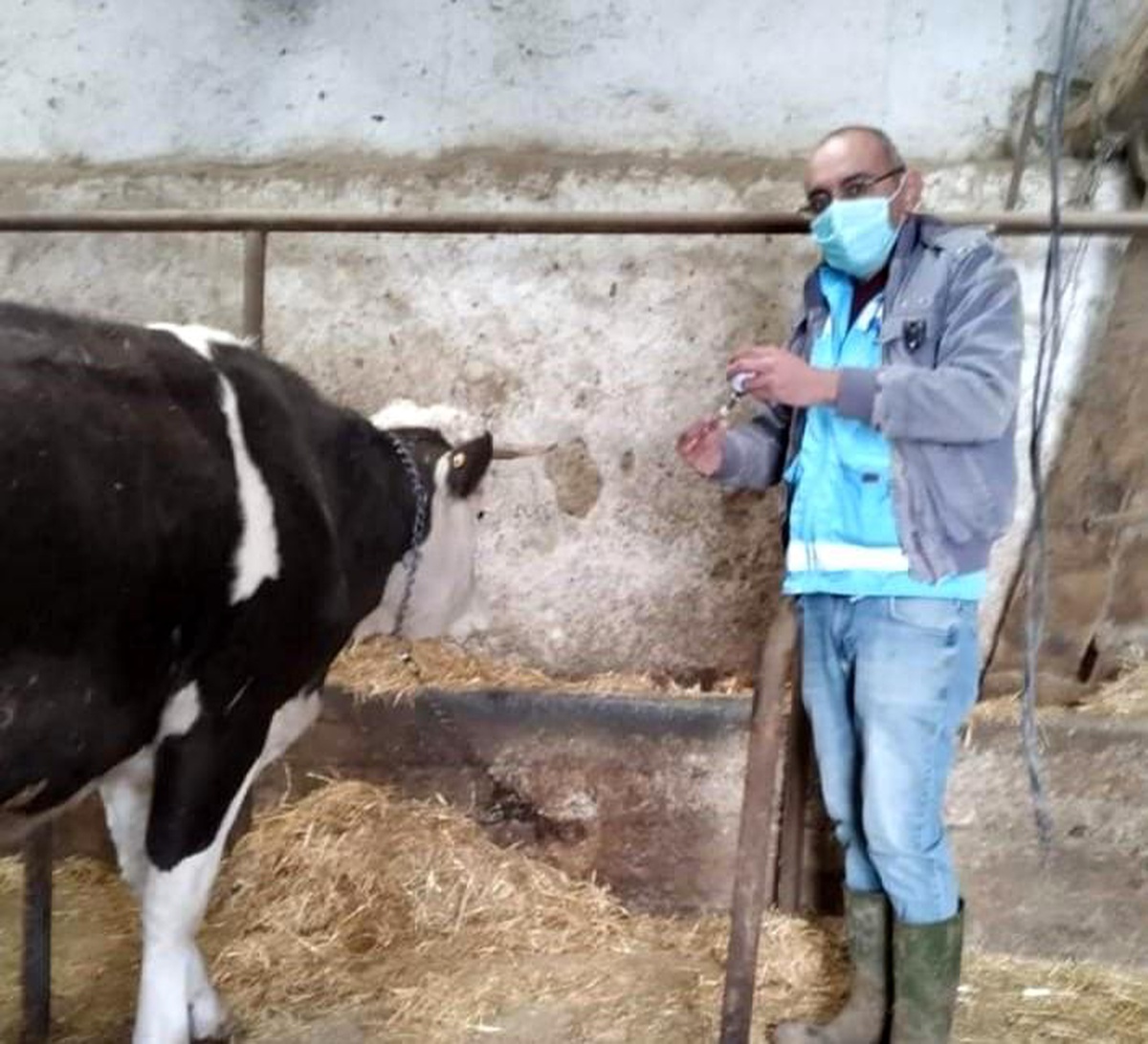 İlçe merkezi ve köylerde "Şap" aşısı kampanyası