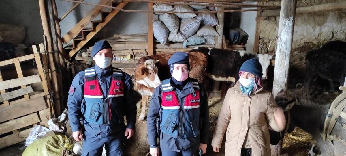 Son dakika haber... Kaybolan büyükbaş hayvanları jandarma buldu