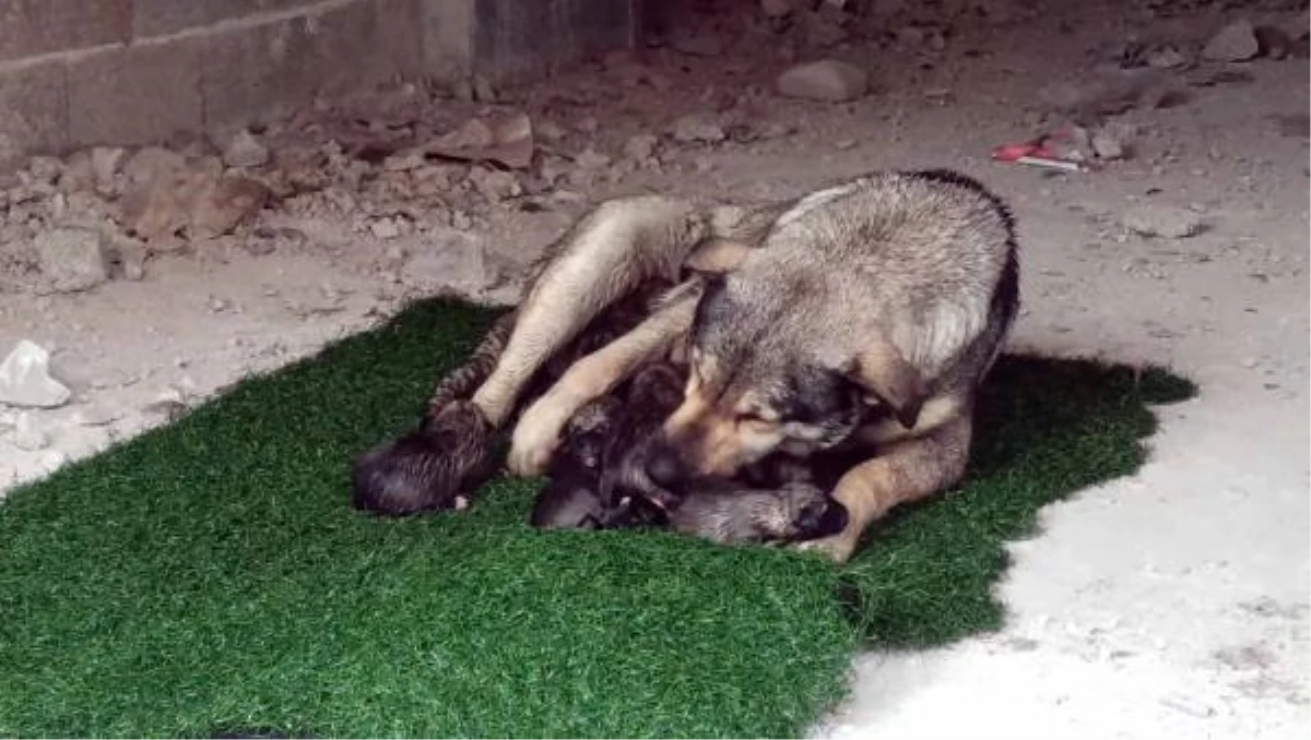 Yağmurlu havada doğum yapan köpek ile 10 yavrusuna mahalleli sahip çıktı