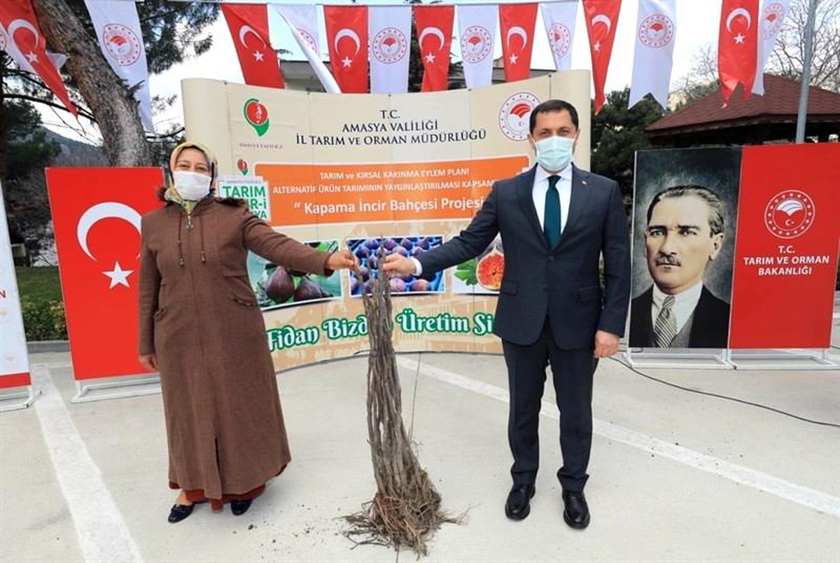 Amasya\'da incir, elma ve kiraza alternatif olacak