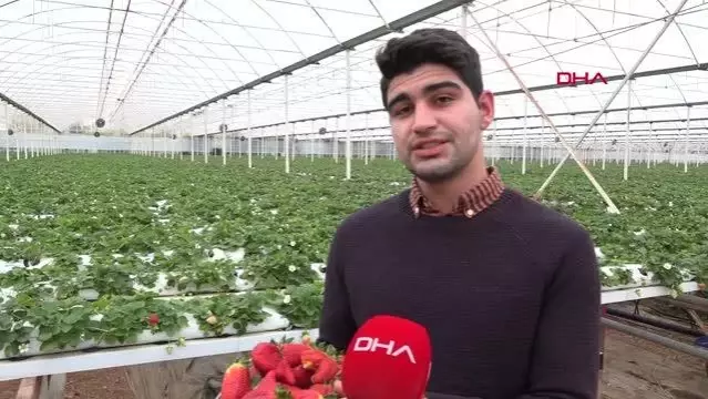 ANTALYA Sıcaklık farkı, çileğin şeklini bozdu