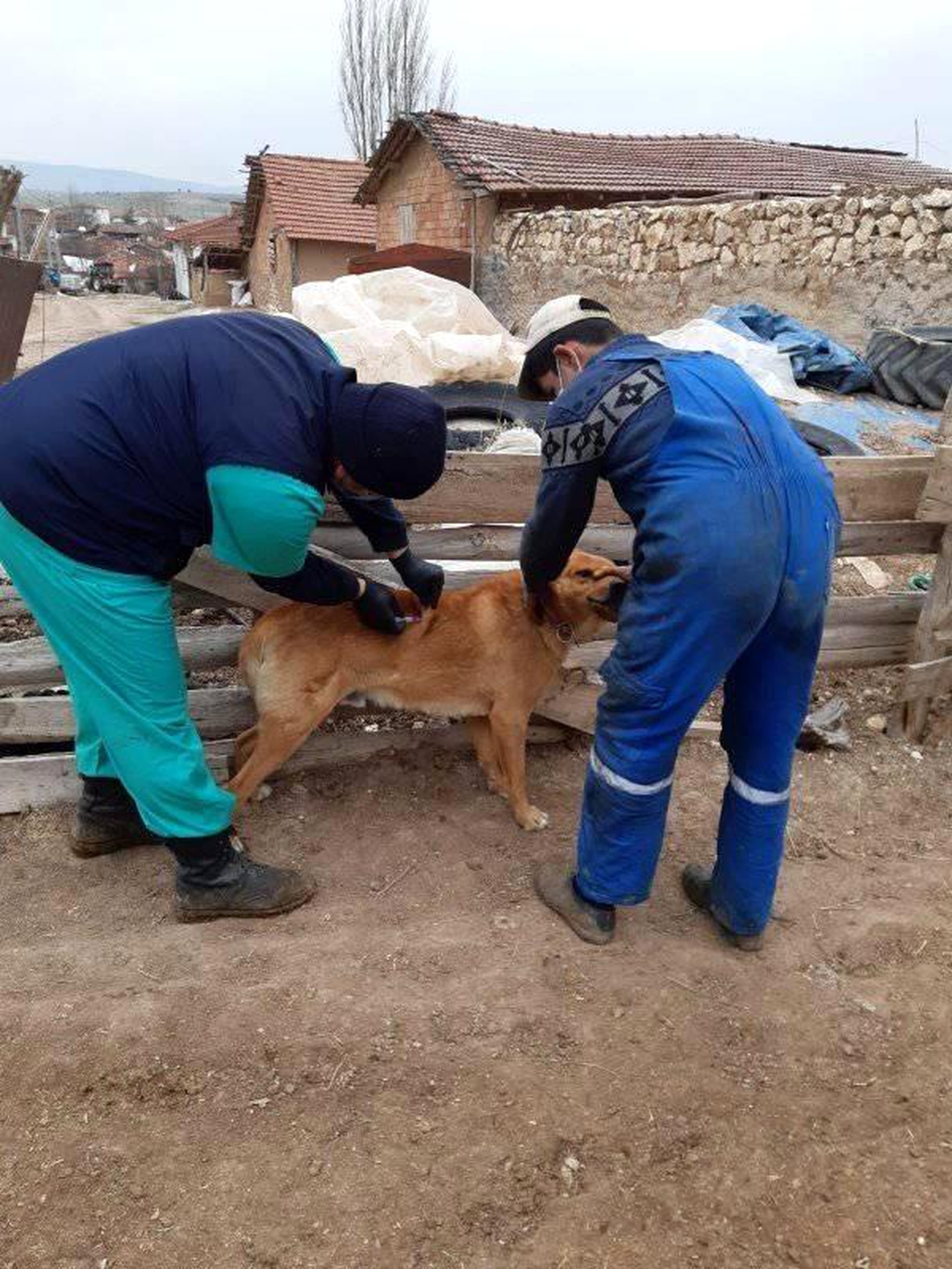 Aslanapa\'da kuduz ve çiçek hastalığı aşı çalışmaları