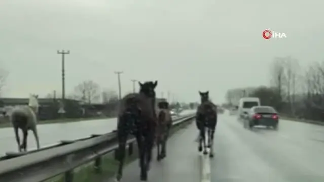 Ciftlikten Kacan Atlar Dort Nala Kosturdu O Anlar Cep Telefonu Kamerasiyla Boyle Kaydedildi O Anlar Cep Telefonu Kamerasiyla Kaydedildi Son Dakika