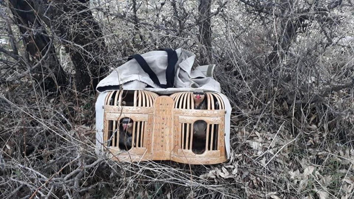 Elazığ\'da avlaklarda denetim, keklikler ele geçirildi bir meteris yıkıldı