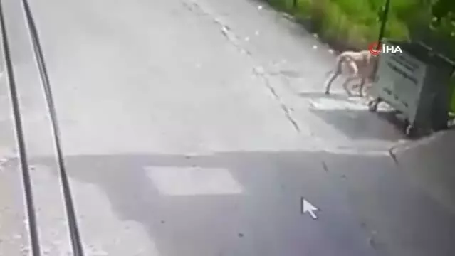 Hatay'da köpeğin saldırısına uğrayan kedi can verdi Hatay'da köpeğin saldırısına uğrayan kedi can verdi