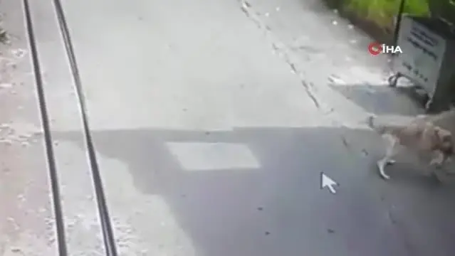 Hatay'da köpeğin saldırısına uğrayan kedi can verdi Hatay'da köpeğin saldırısına uğrayan kedi can verdi