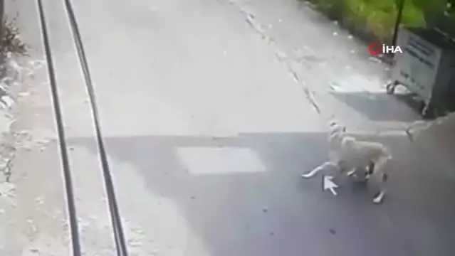 Hatay'da köpeğin saldırısına uğrayan kedi can verdi Hatay'da köpeğin saldırısına uğrayan kedi can verdi