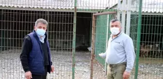 Hayvanat bahçesinden çalınıp yenen alageyiğin bakıcısı yaşananları anlattı
