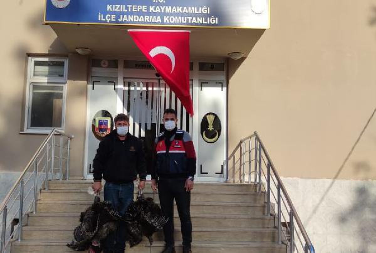 Son dakika haber | Mardin\'de hindi hırsızları, 27 kamera görüntüsü incelenerek yakalandı