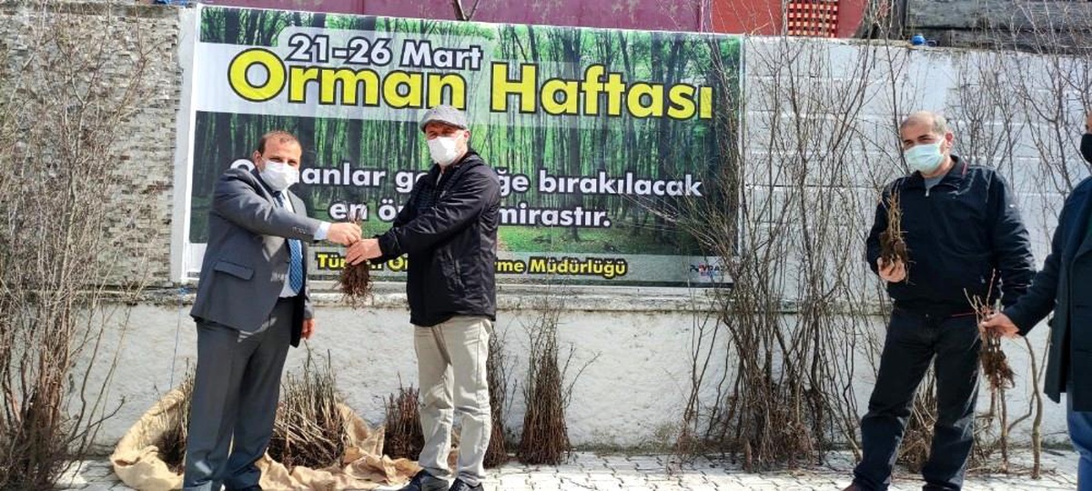 Türkeli\'de vatandaşlara fidan dağıtımı yapıldı