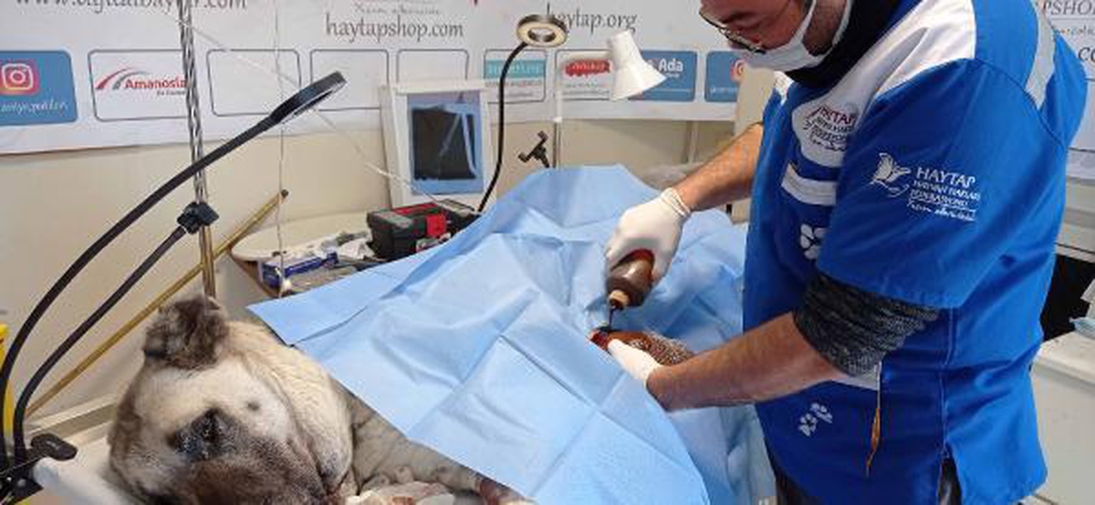Vücudunda 1,7 kilogram ağırlığında 3 farklı tümör bulunan köpek tedavi edildi