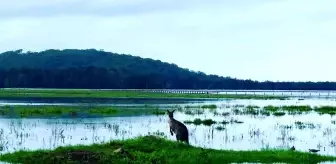 Son dakika haberleri... - Avustralya'yı sel vurdu: 11 yerleşim birimi için tedbir amaçlı tahliye kararı- Çok sayıda ev sular altında kaldı