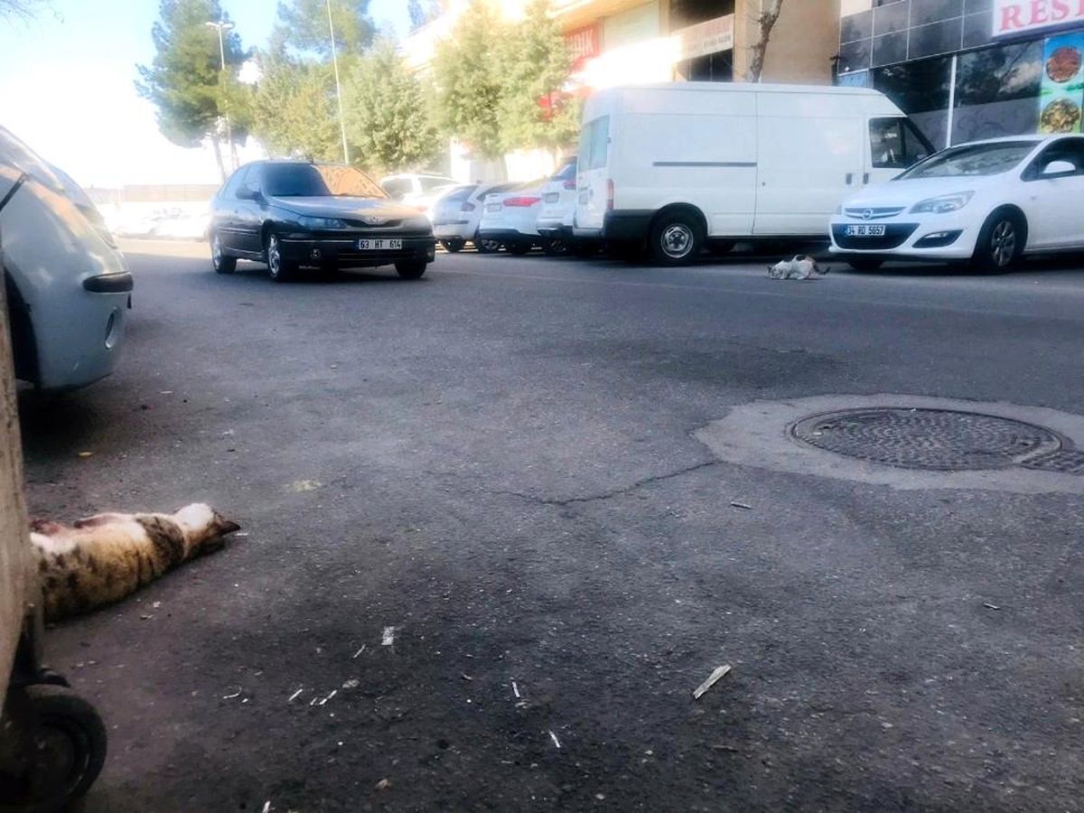 Diyarbakır\'dan yürek yakan görüntü, kediye araba çarptı, diğer kedi çarpan yerden ayrılmadı