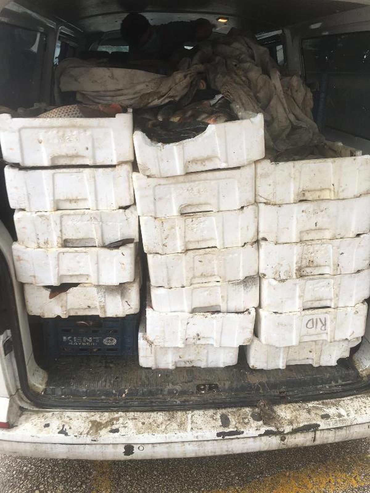 Edirne\'de 800 kilo kaçak sazan avına 5 bin TL ceza