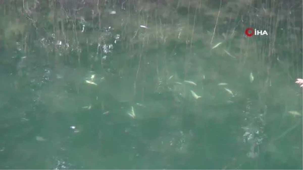 Manavgat Sanayisinde balık ölümleri