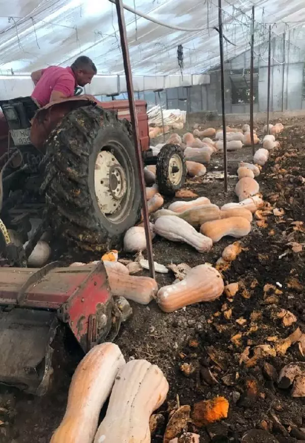 Tonlarca bal kabağı camdan seralarda bekliyor