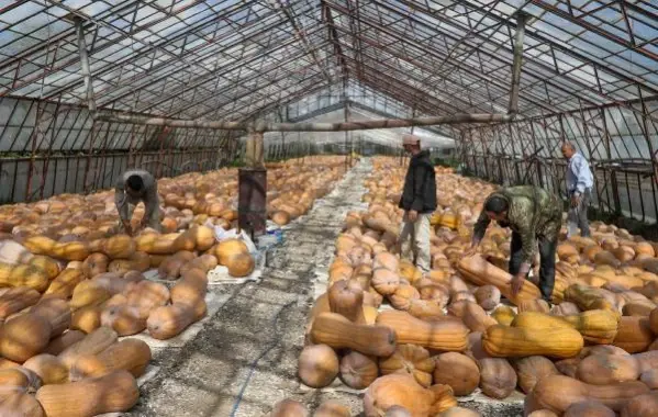 Tonlarca bal kabağı camdan seralarda bekliyor