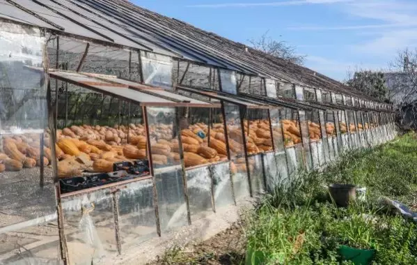 Tonlarca bal kabağı camdan seralarda bekliyor