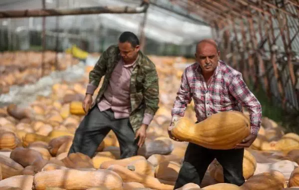 Tonlarca bal kabağı camdan seralarda bekliyor