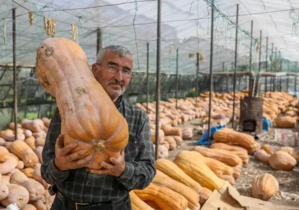 Tonlarca bal kabağı camdan seralarda bekliyor