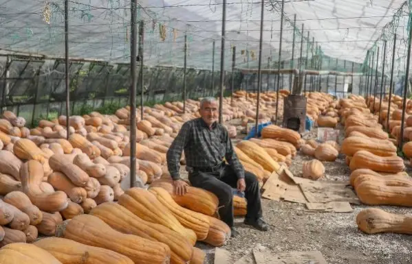 Tonlarca bal kabağı camdan seralarda bekliyor