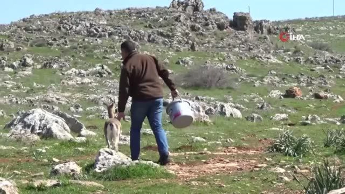 Hatay Ceylanı Gazella Gazelları\'nın sayısı 1141\'i buldu