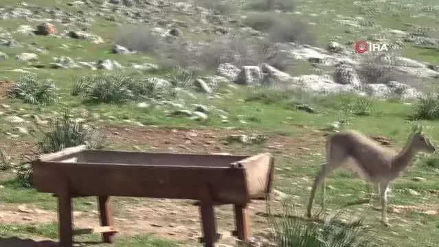 Hatay Ceylanı Gazella Gazelları'nın sayısı 1141'i buldu Hatay Ceylanı Gazella Gazelları'nın sayısı 1141'i buldu