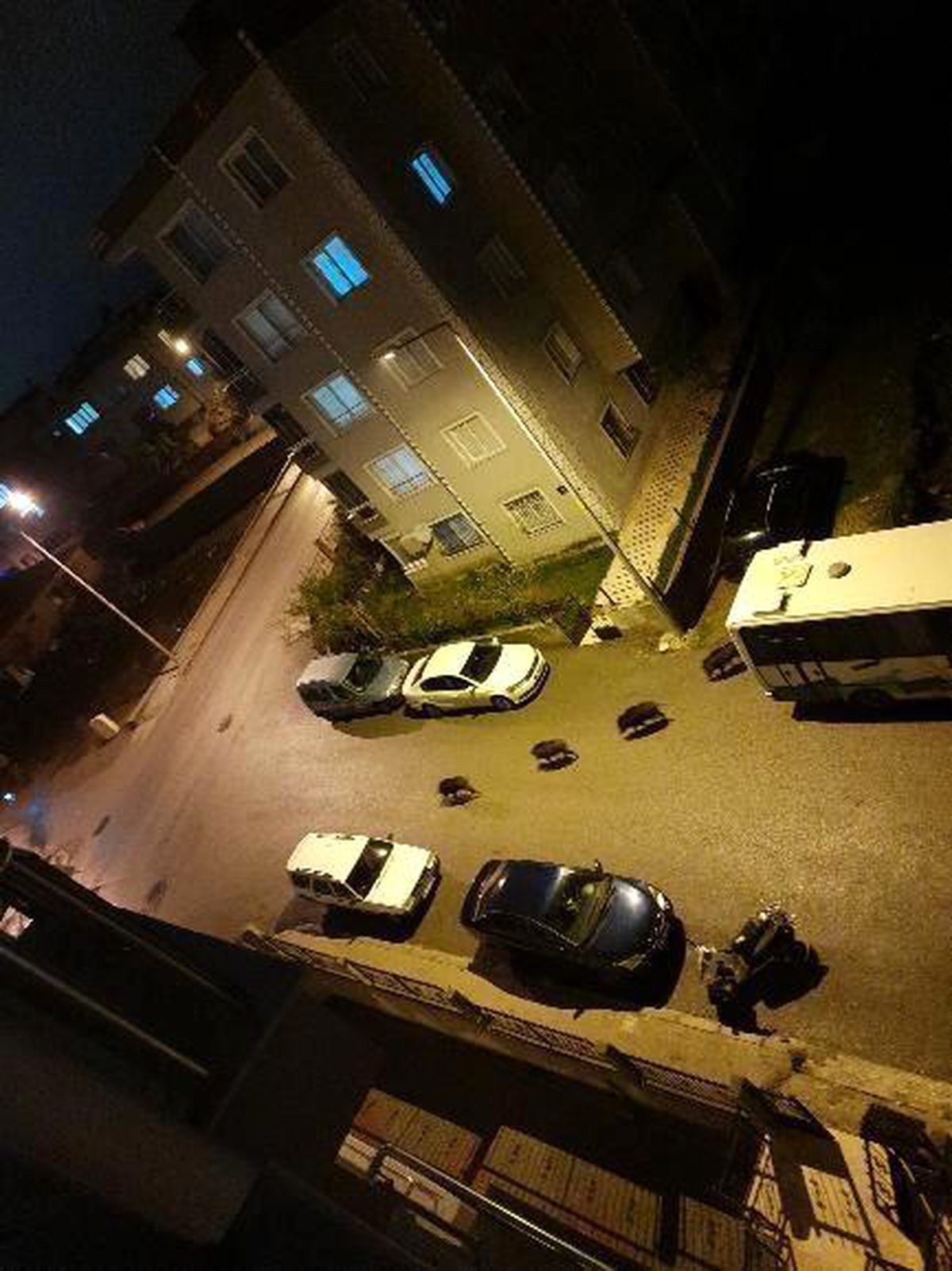 İzmir\'de aç kalan domuz sürüsü şehre indi