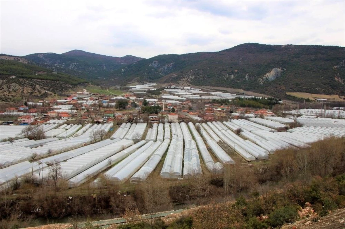 Karadeniz\'in sebze üssü Amasya\'da domates fideleri toprakla buluştu