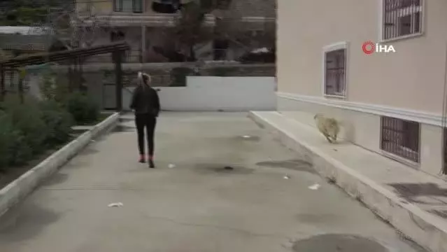 Sessiz canlara adanmış bir hayat