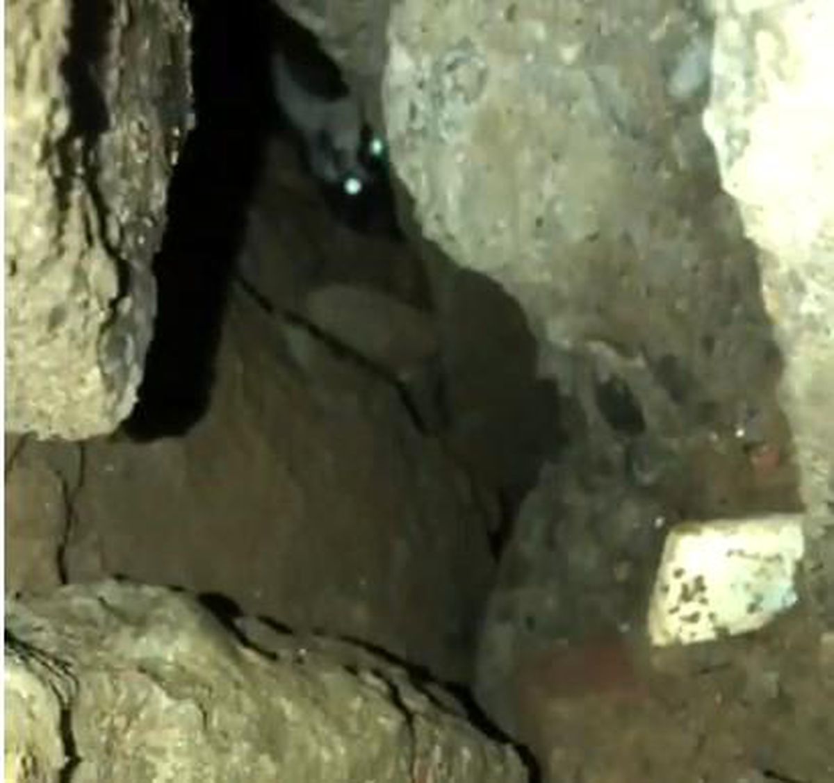 Son dakika haberi... Bingöl\'de moloz altında kalan kedi kurtarıldı