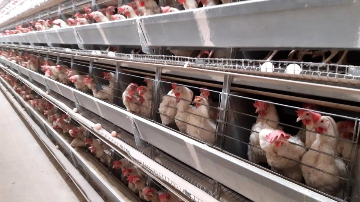 Türkiye\'de yumurta fiyatlarını belirleyen ilçede 6 milyon tavuk, 5 bin insan yaşıyor