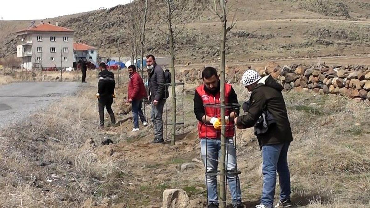 Daha yeşil Çaylıca için 200 ağaç dikildi