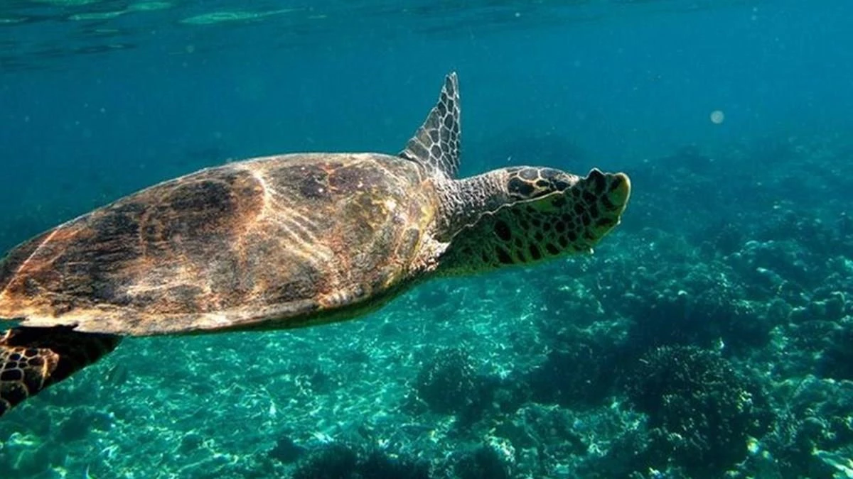 Deniz kaplumbağası yiyen 19 kişi hayatını kaybetti