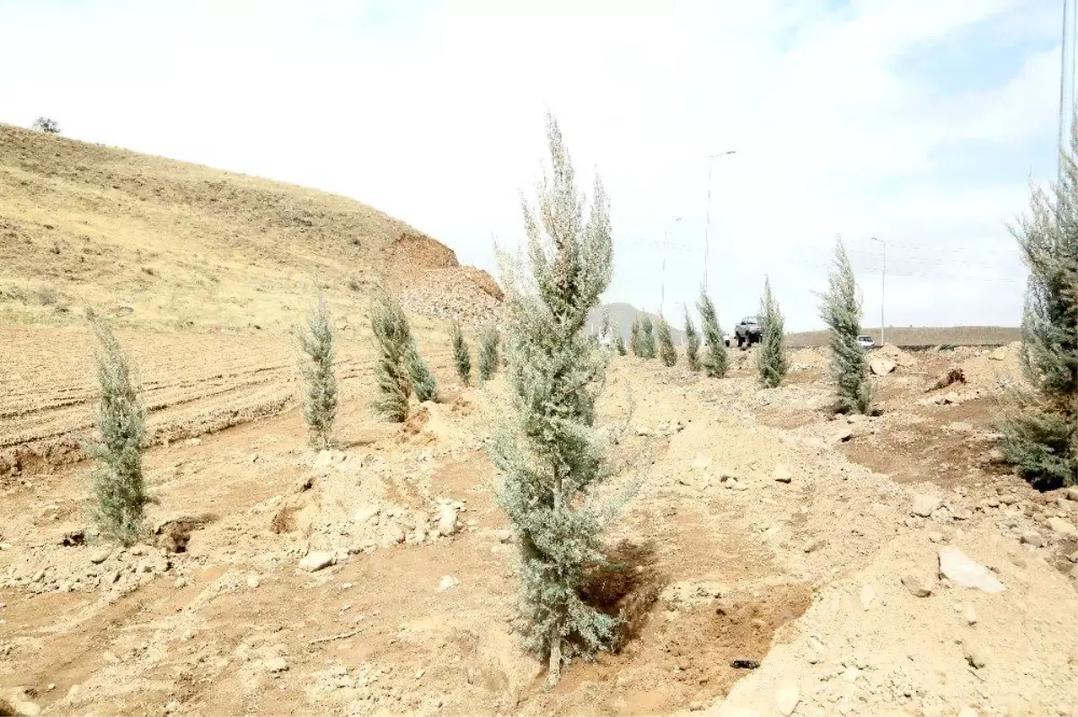 Erciyes yolunda ağaçlandırma çalışmaları başladı