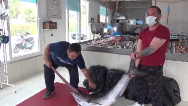Fethiye açıklarında 80 ve 100 kilogramlık 2 kılıçbalığı oltayla yakalandı